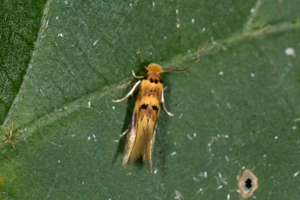 Piccolo Lepidottero da id - Bucculatrix thoracella